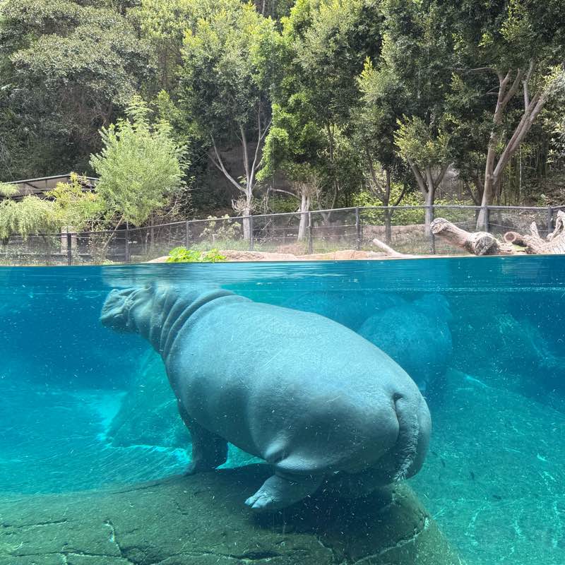 BioLife Gurlsss logo