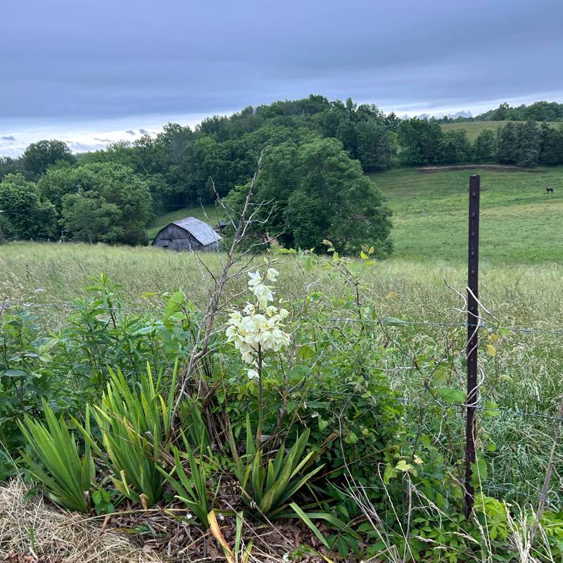 Cross Country Lovers logo