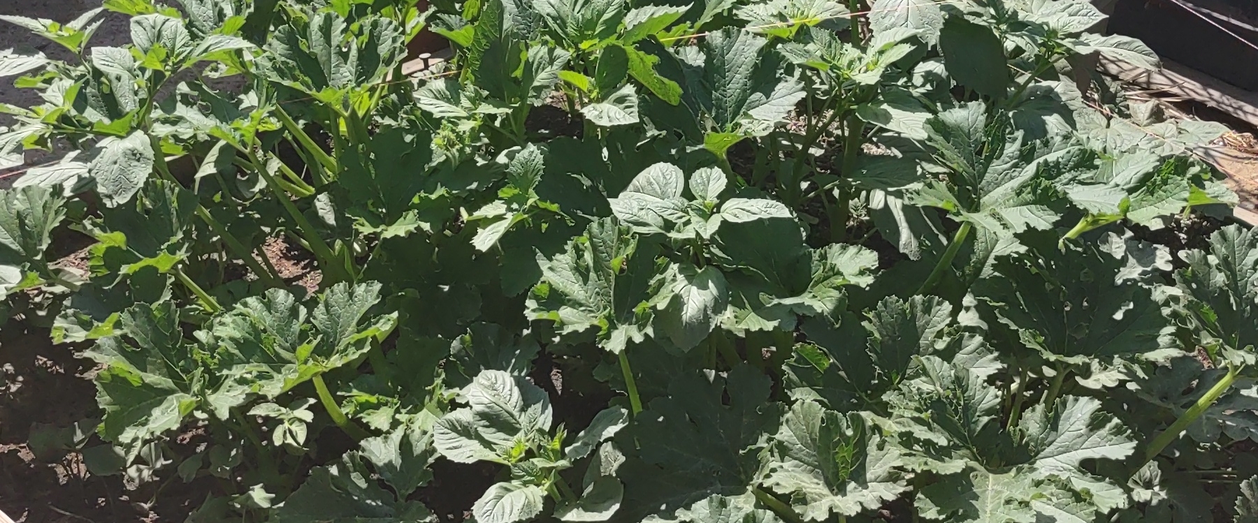 Plants and stuff banner