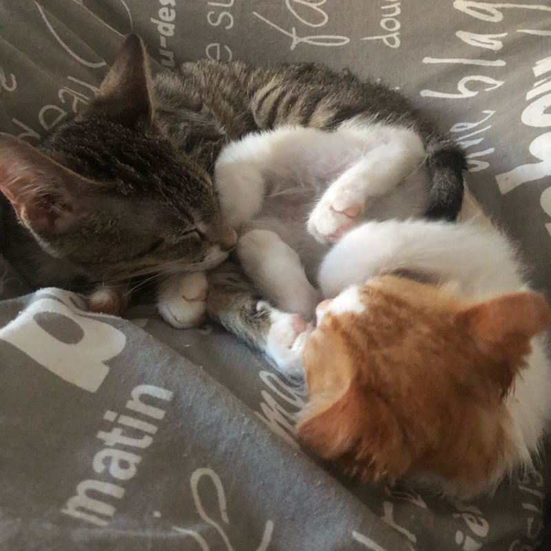 Тапотушки logo