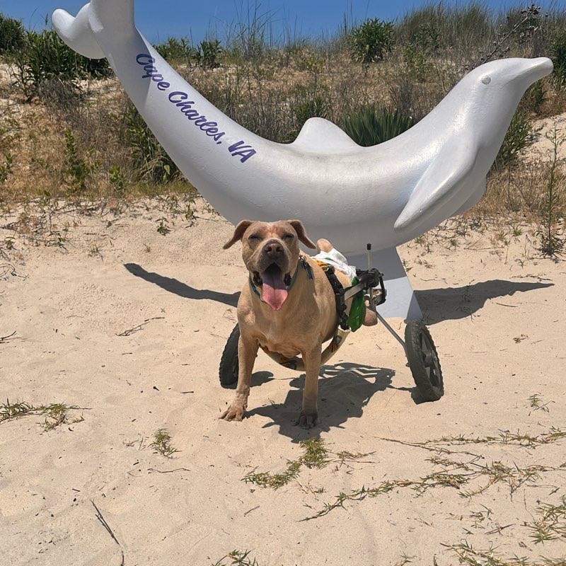 Hot Girl Summer logo