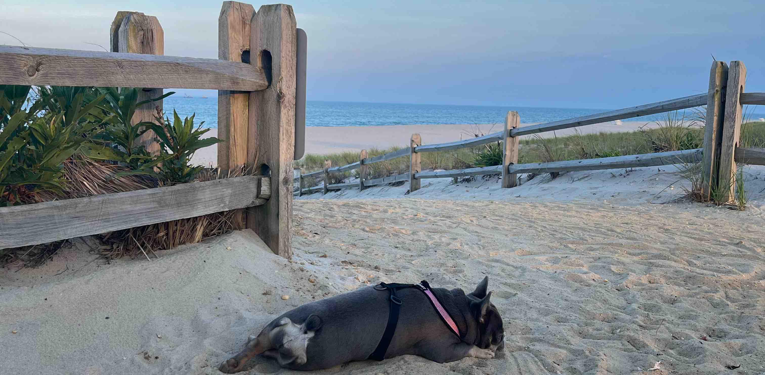 Holy Walkamolies banner