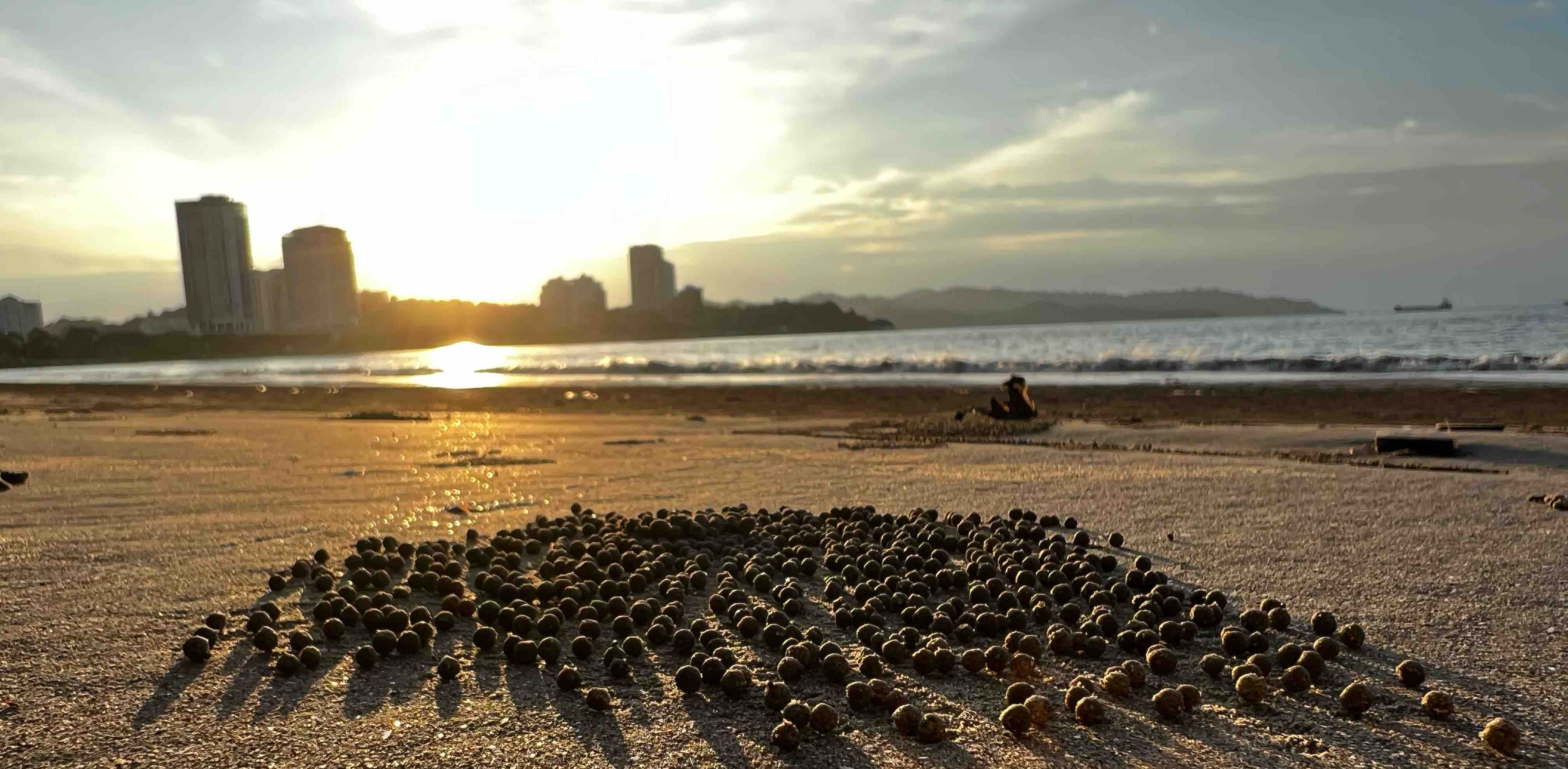 Ground Wild Wanderers banner