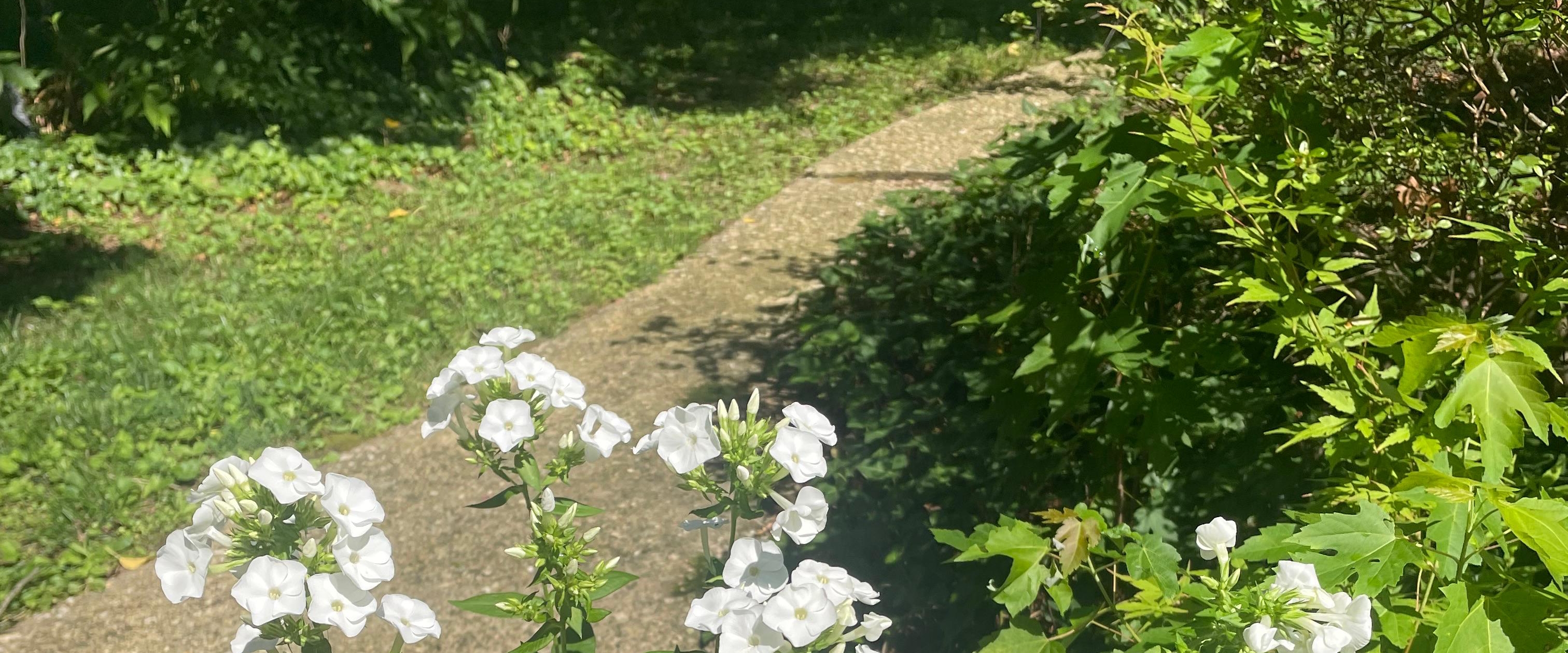 Beaumont walking club banner