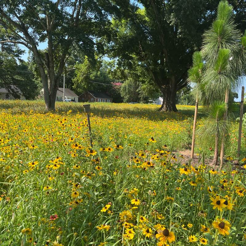 Summer walk 2025 logo