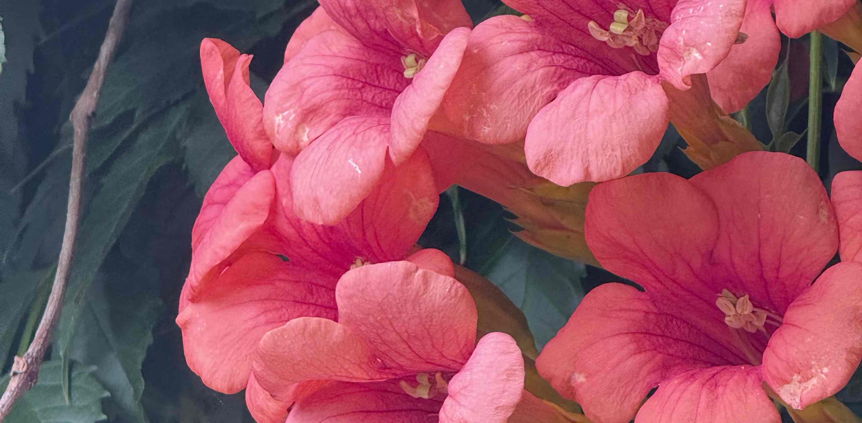 LesParentsdesGenets banner