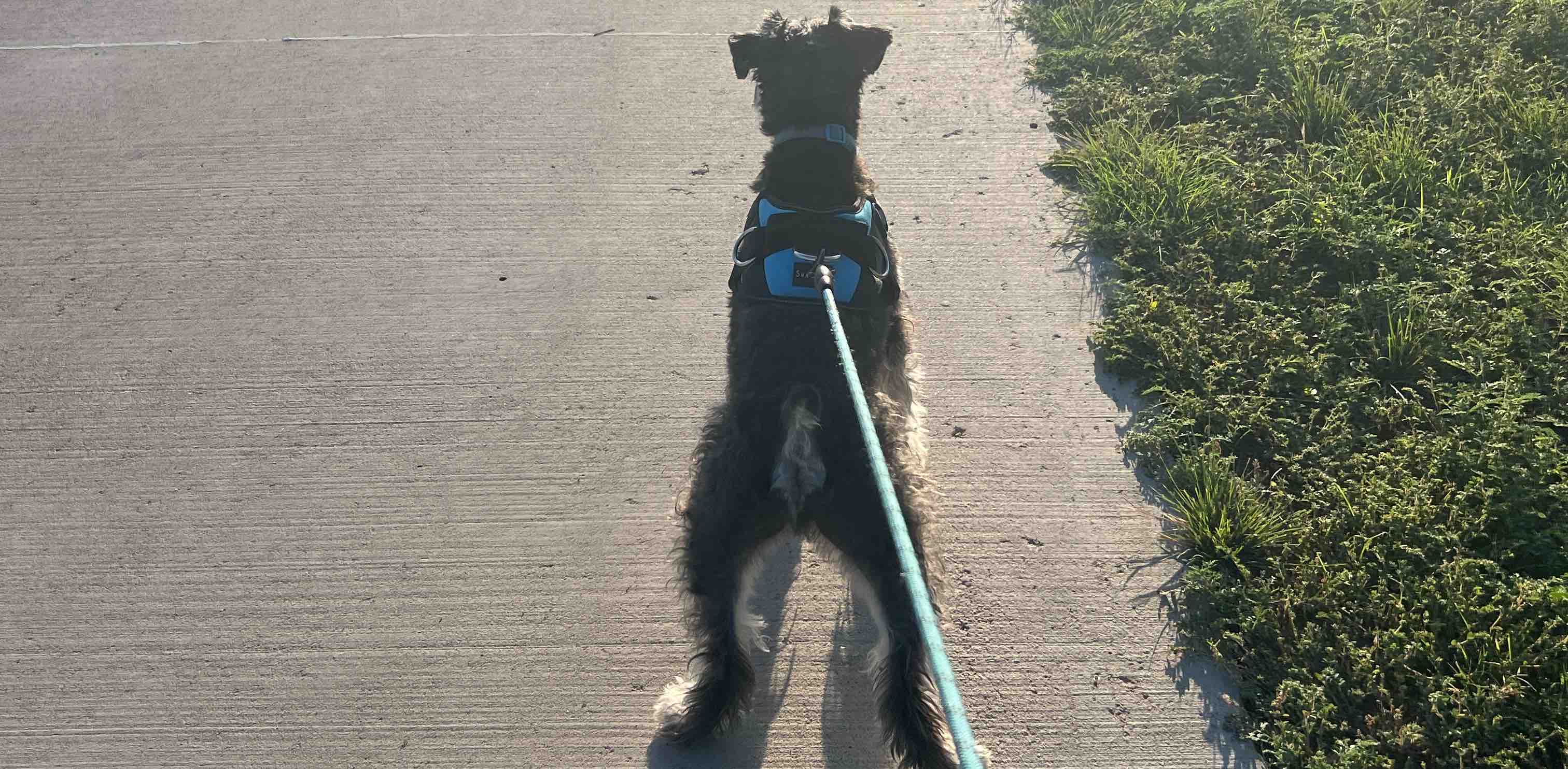 Walking with your dog banner