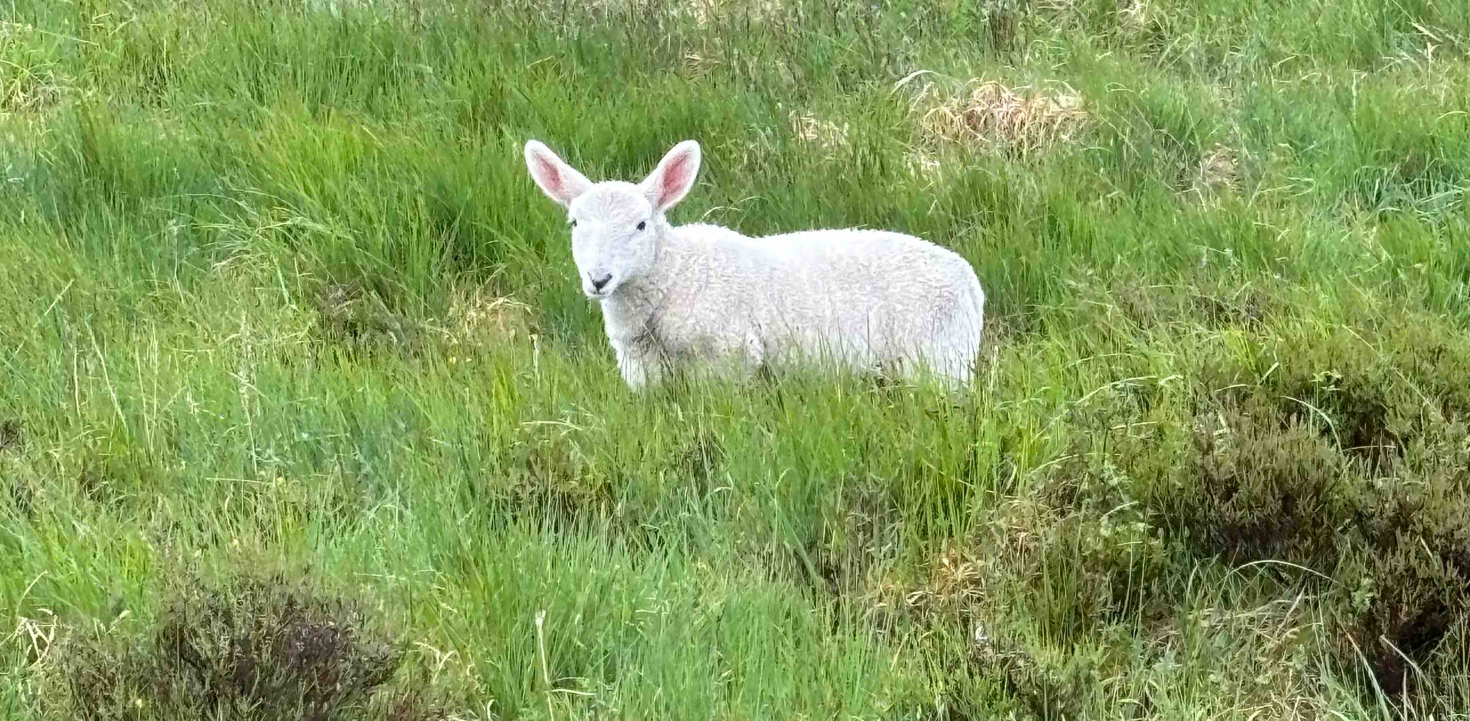 The Walking Scott’s banner