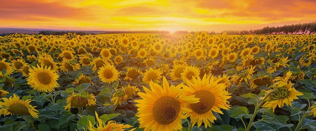 ПИК ПОБЕДЫ 🥇🏆🏔 banner