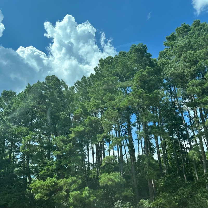 the steppas 🤣 logo