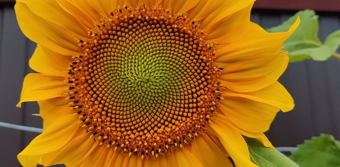 Пчелы 🐝 banner