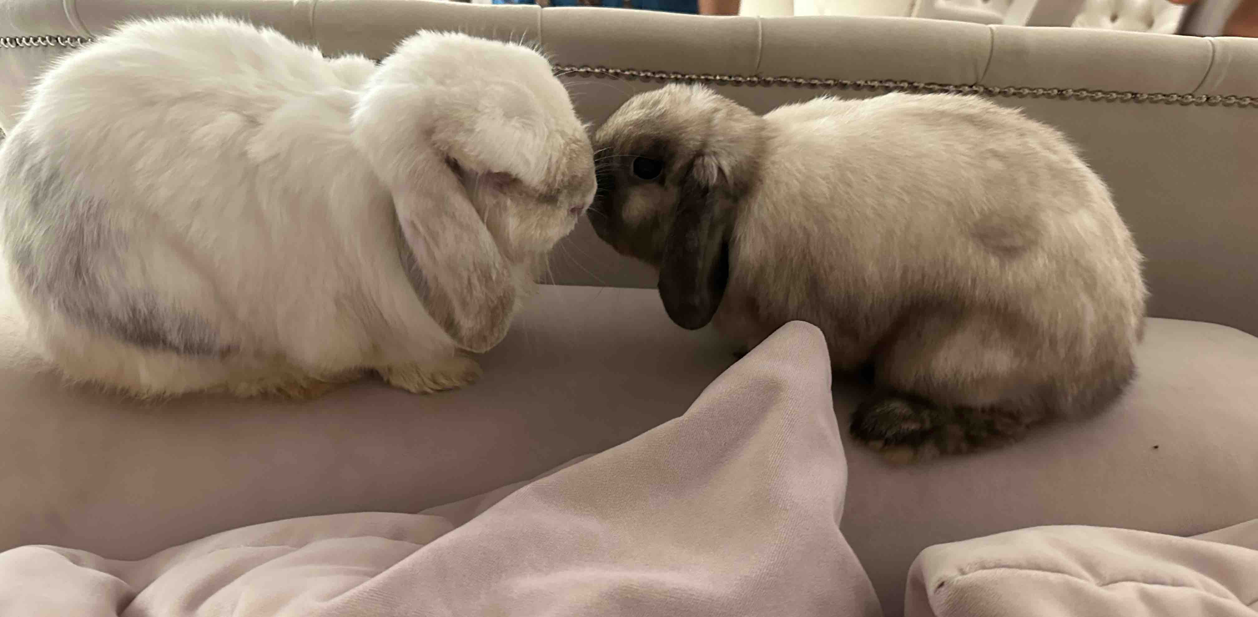 Зайки🐇 banner