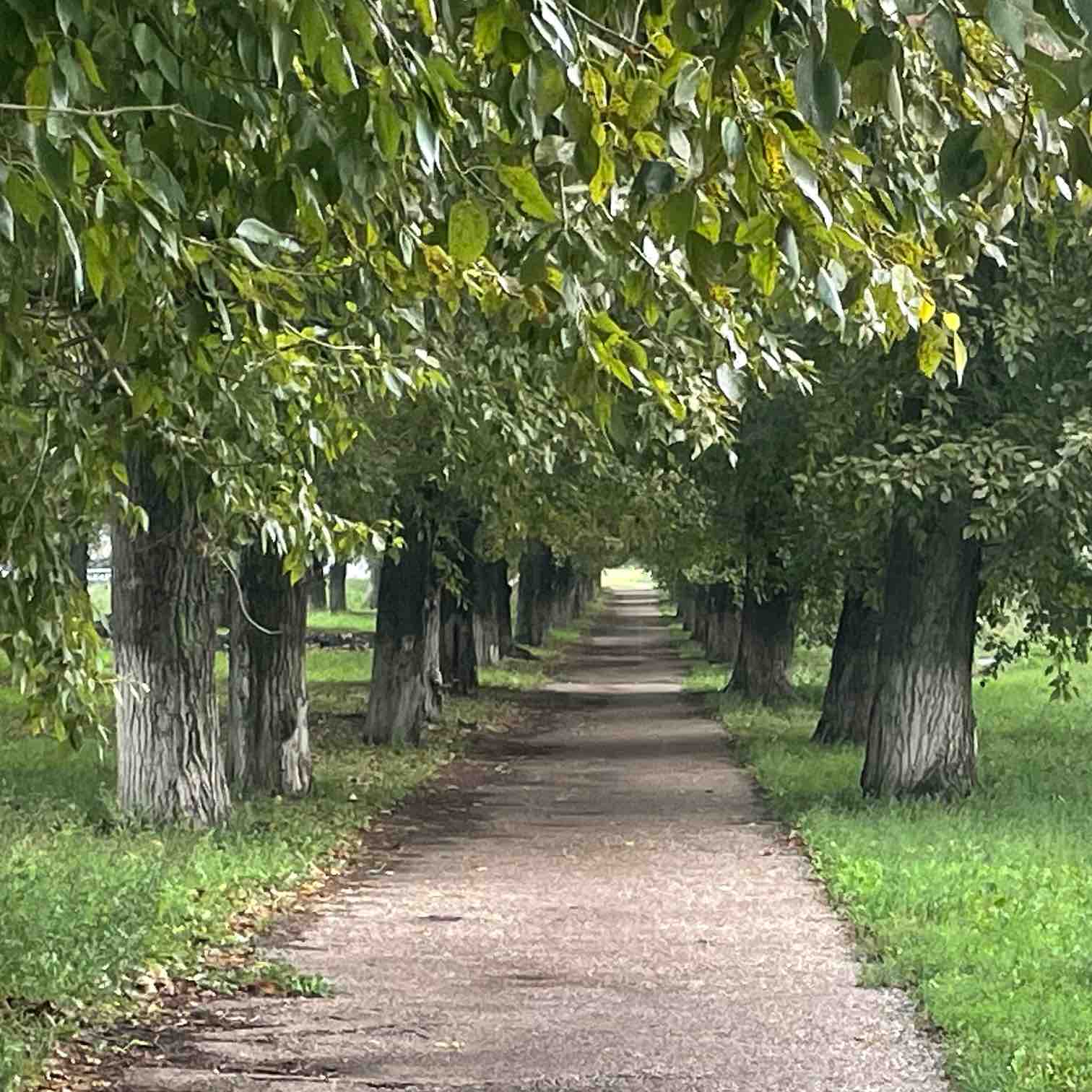 Ходячие Салаватцы logo