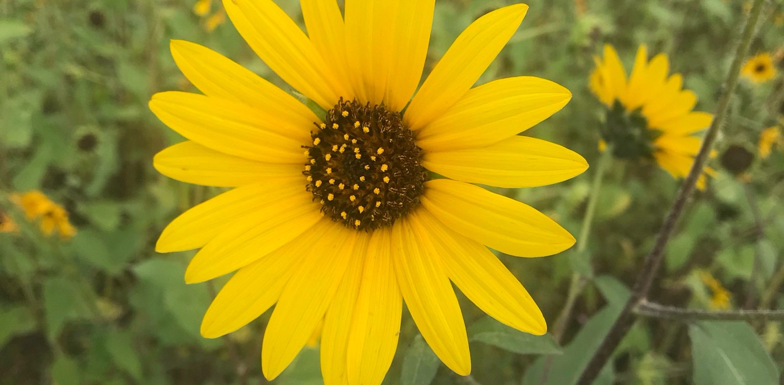 Miles with my people banner