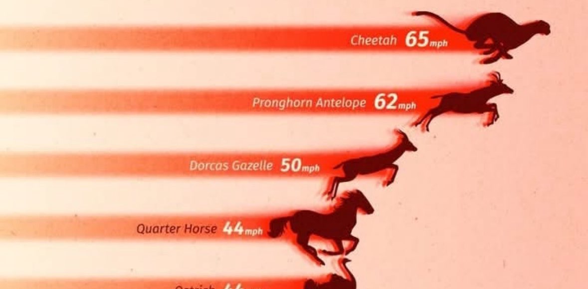 Walker Texas Rangers banner