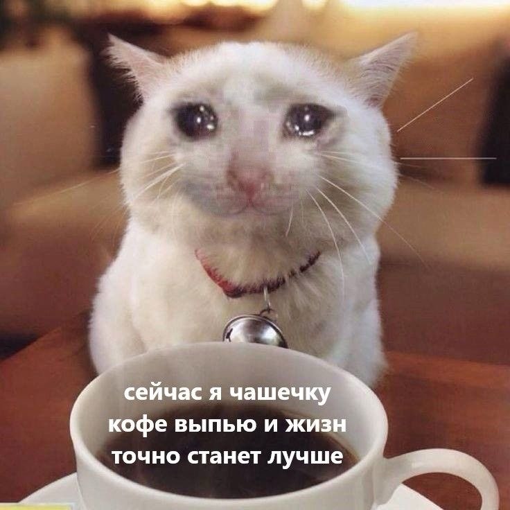 Клуб Бобиков logo