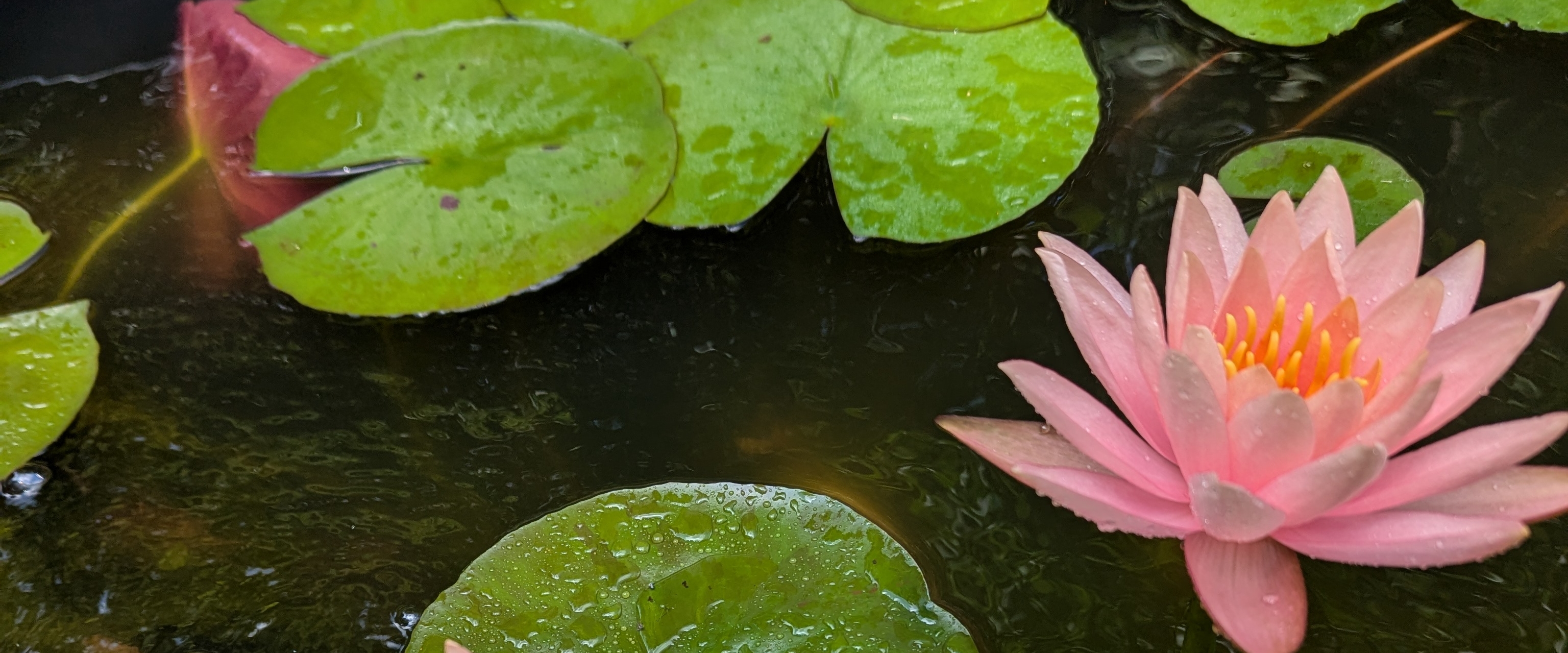 Adelhardt Family banner
