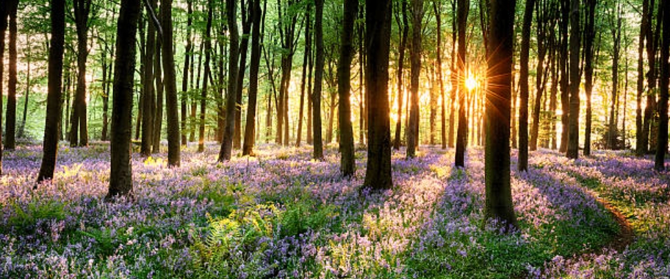 🌸 𝑇𝑟𝑒𝑒𝑠＆𝐹𝑙𝑜𝑤𝑒𝑟𝑠🌲 banner