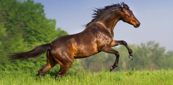 💎🐎✨Space Fam 🎯👣🌷🎶💫🍀 banner