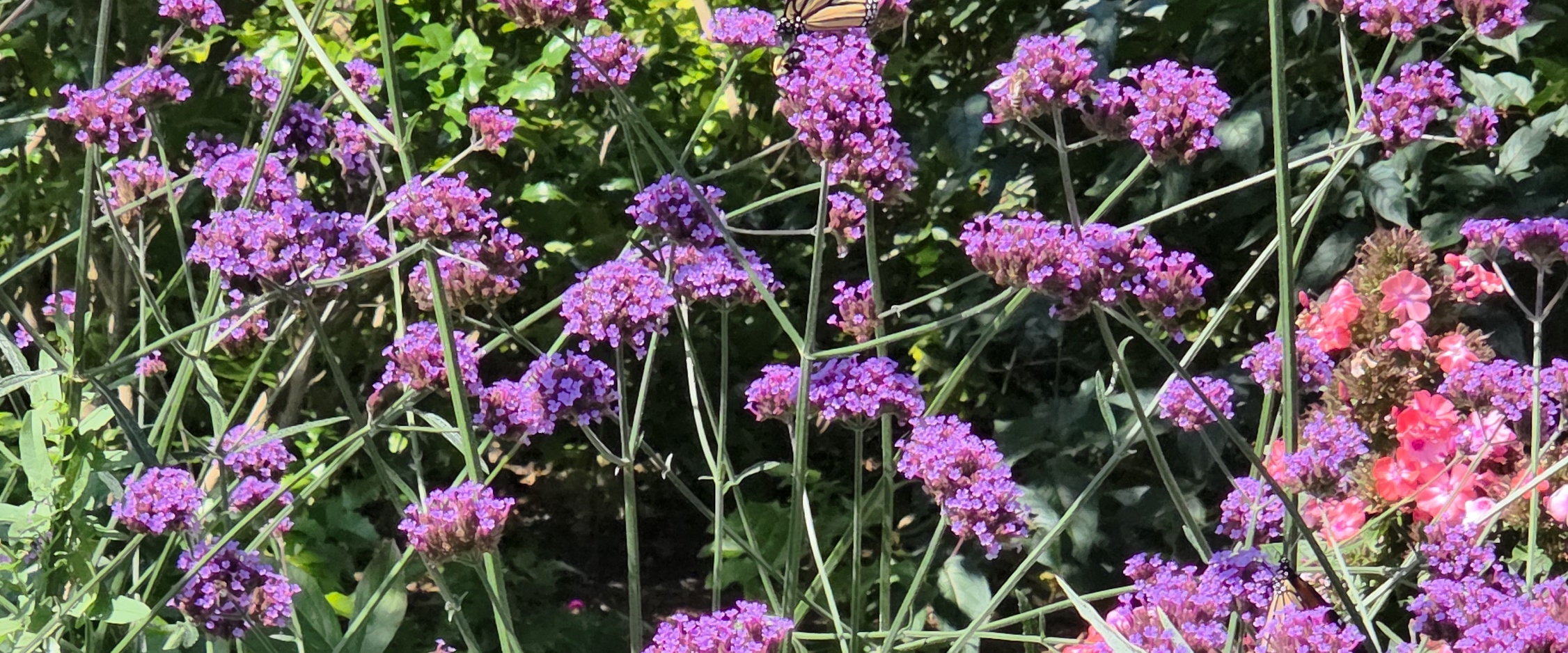 🎊💖WALK TO BE FIT💖🎊 banner