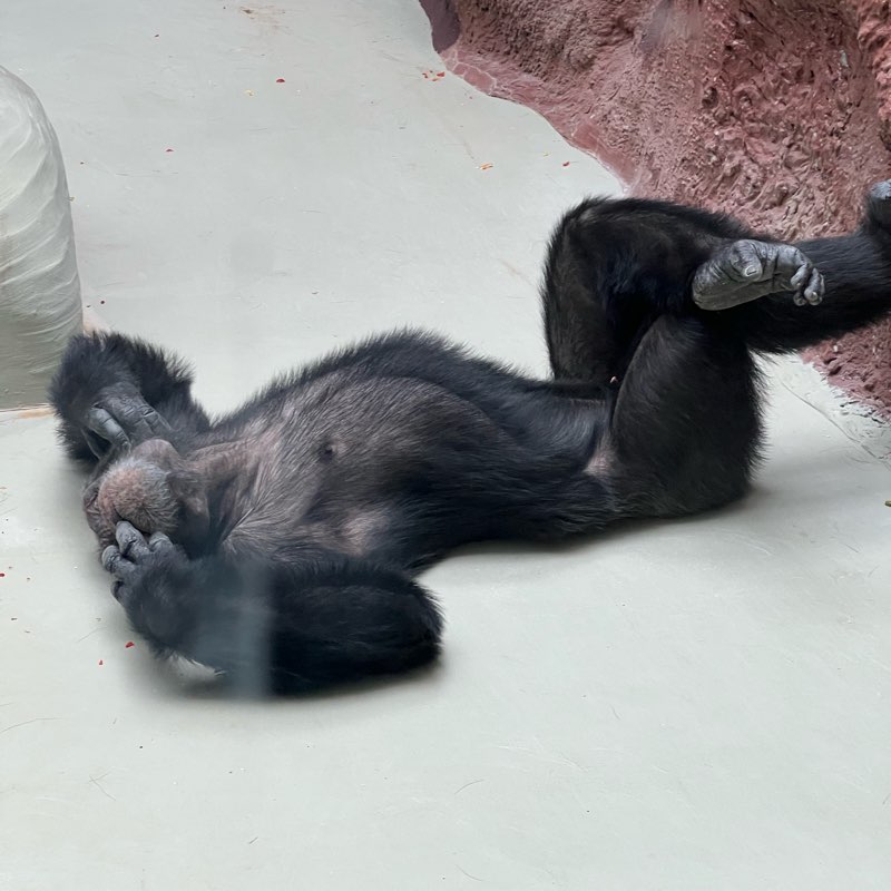 айда гулять logo