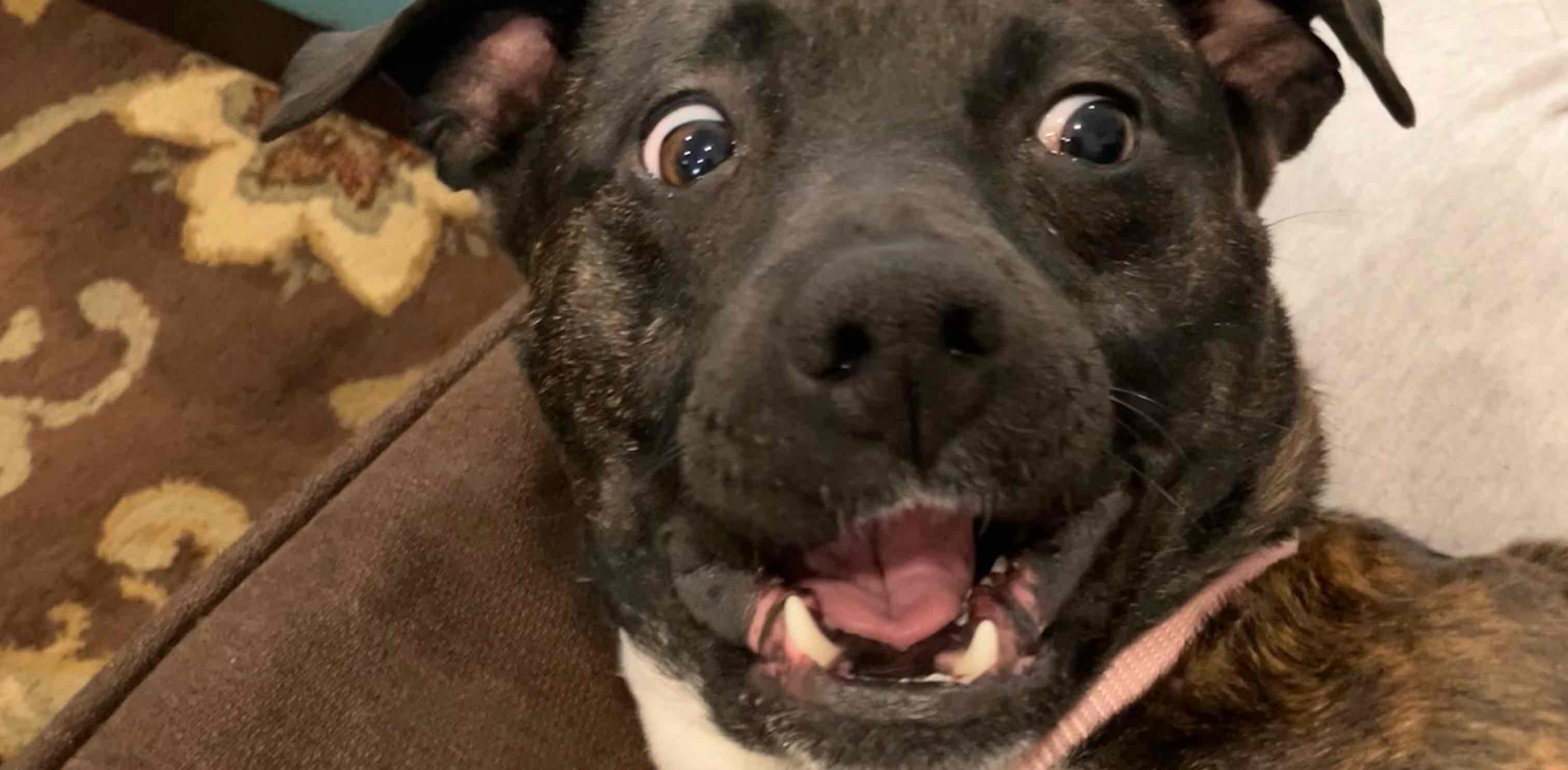 Me and my pals banner