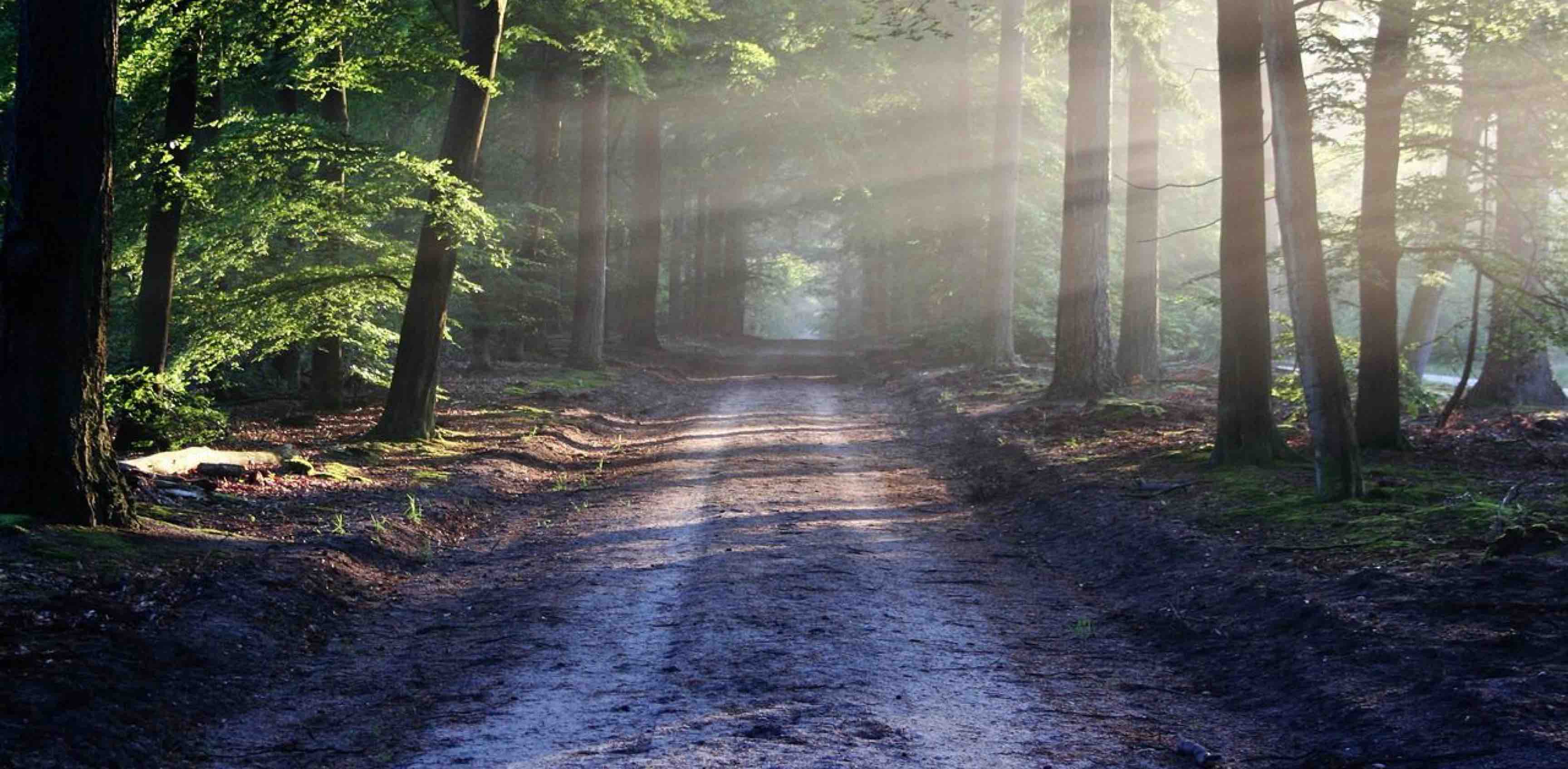 🐱International Steps🐱 banner