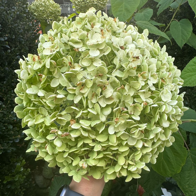 Hydrangeas logo
