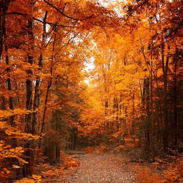 Fall Challenge ! logo