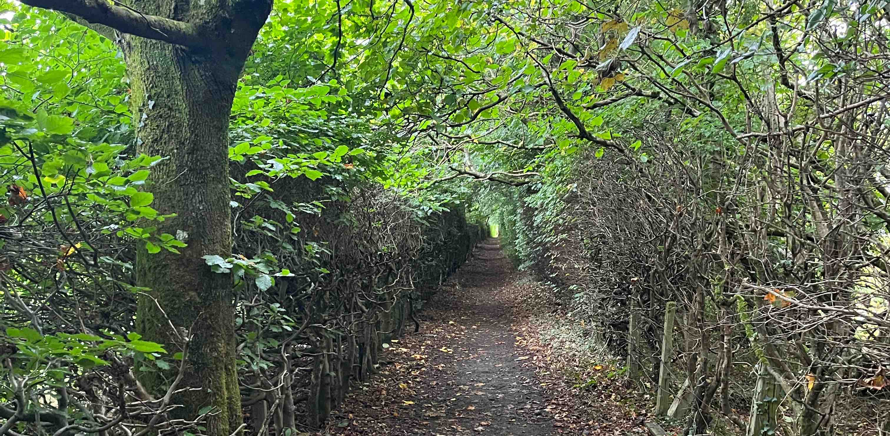 1,000,000 steps banner