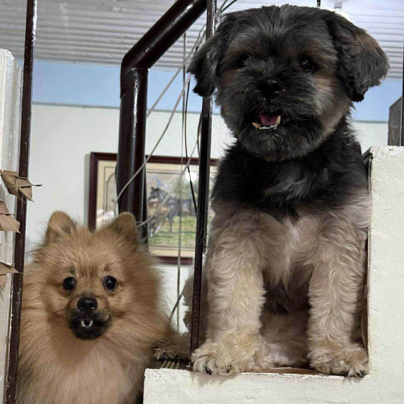 Tofi & Sushi’s Club logo