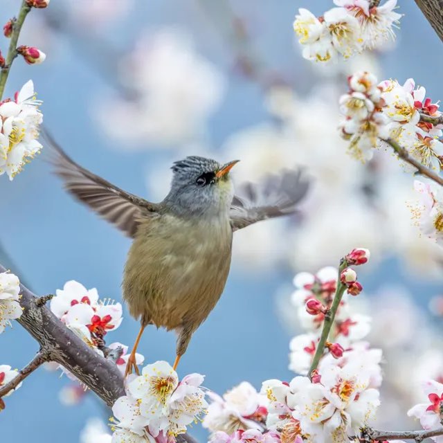 Walking Wanderers logo