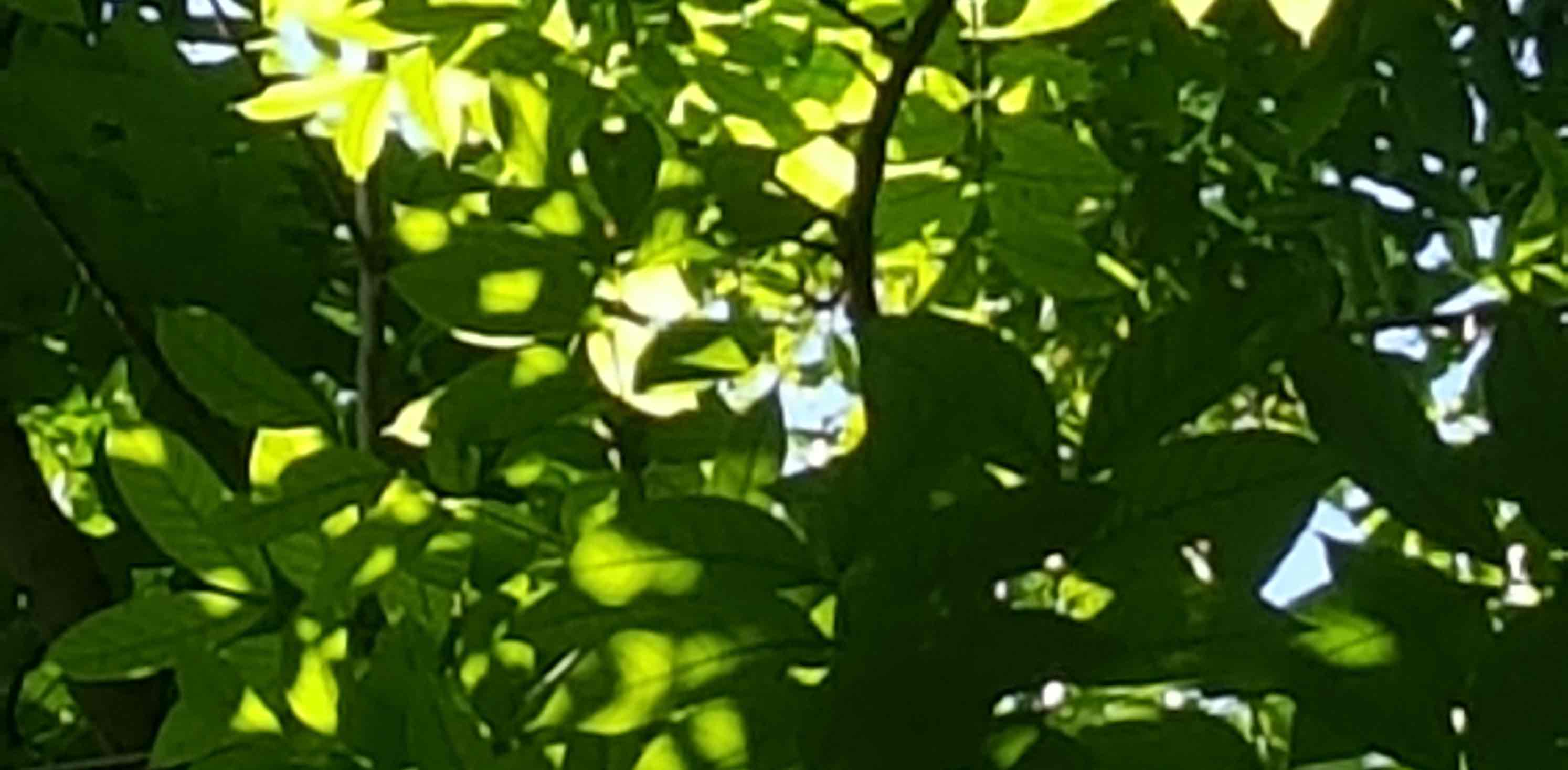 虎山林場慢跑快走一起來 banner