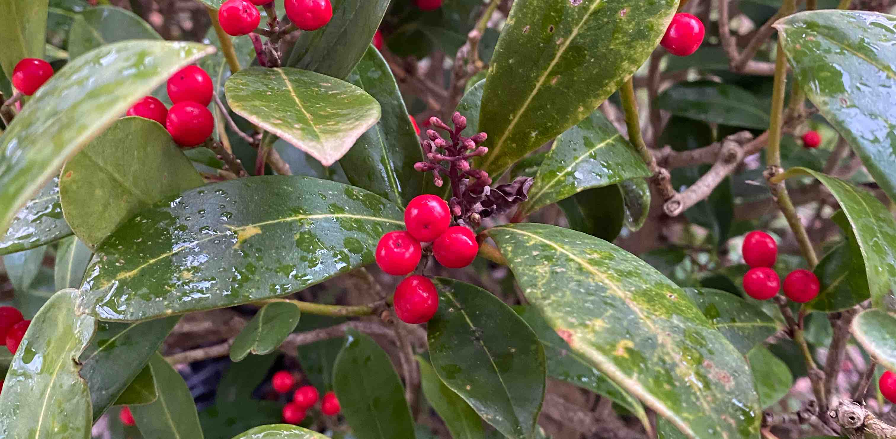 love walking around in Nature banner