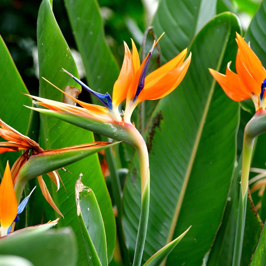 Step in the name of Love logo