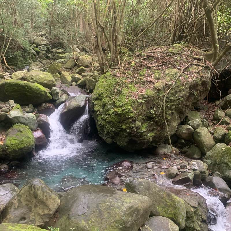 walking Buddies logo