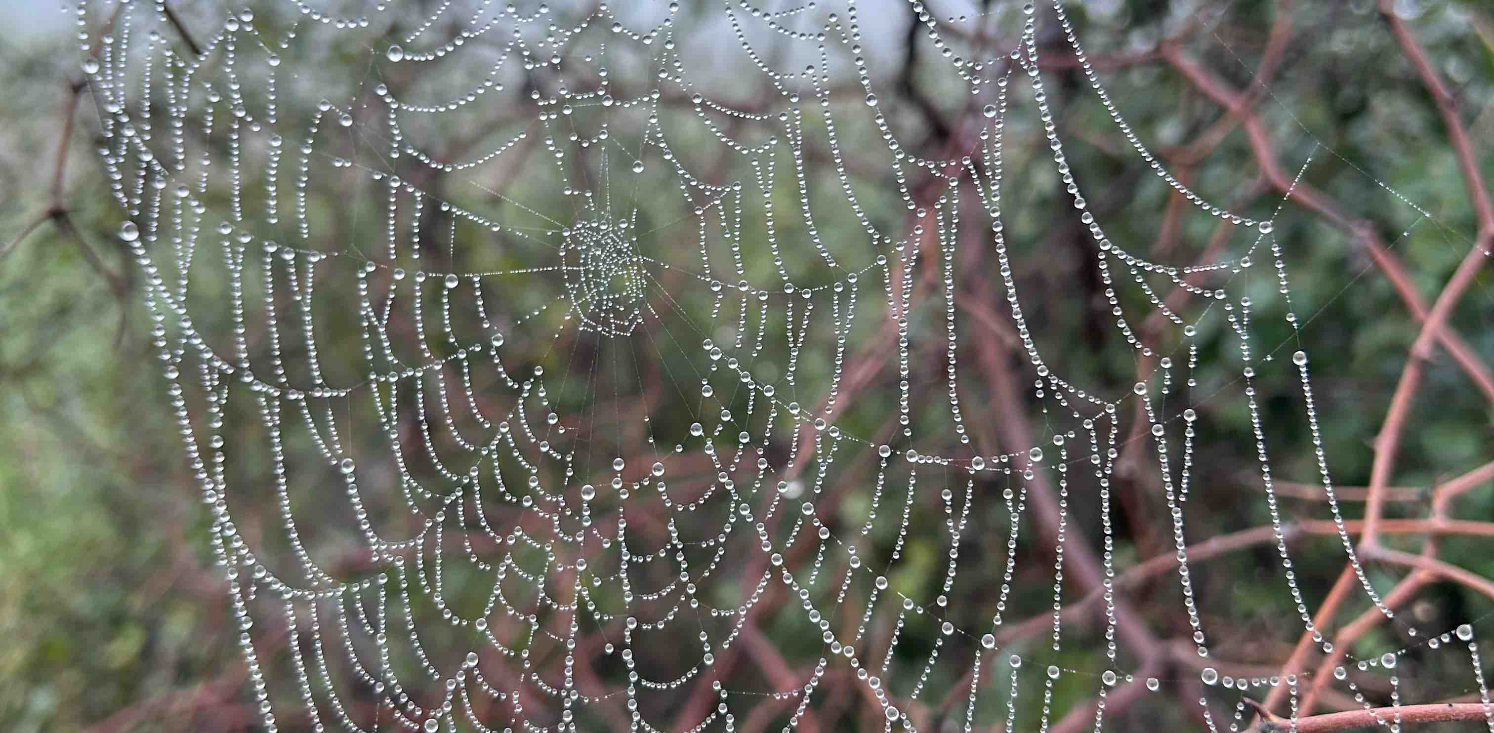Satya Walking Club banner