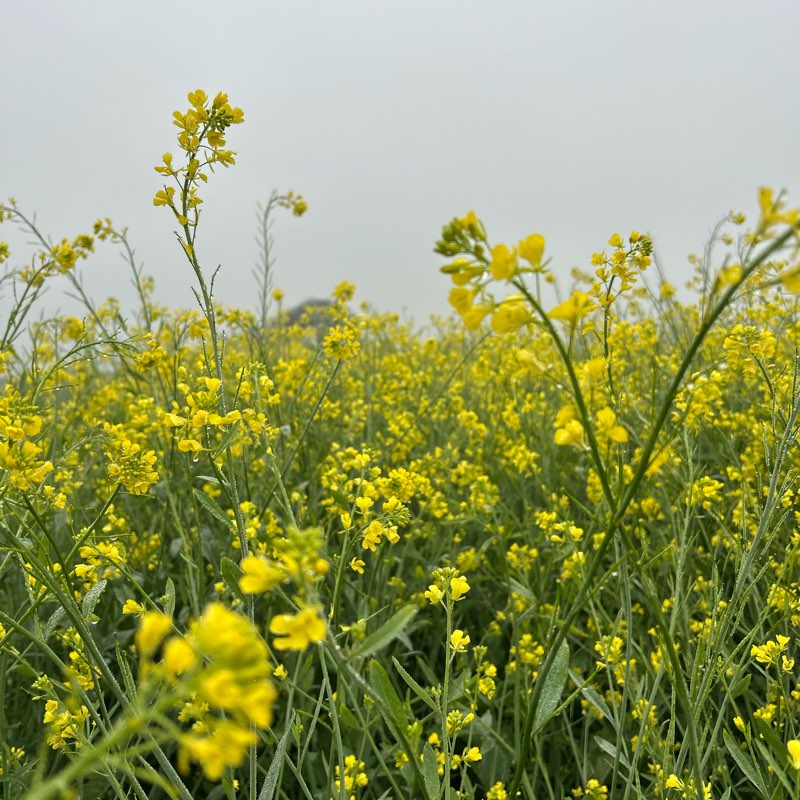 Satya Walking Club logo