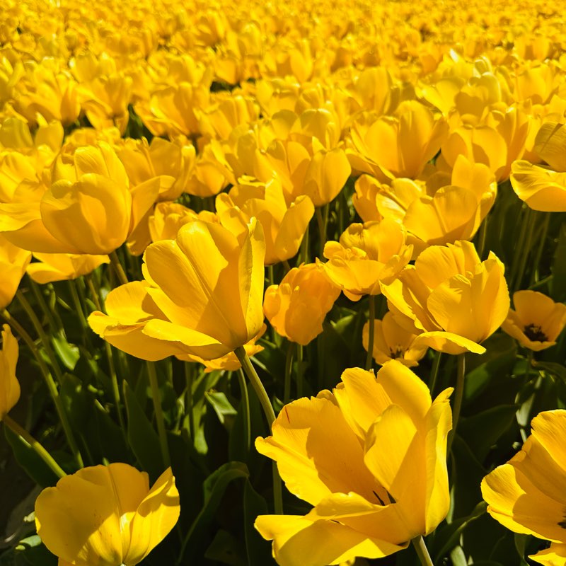 steps challange logo