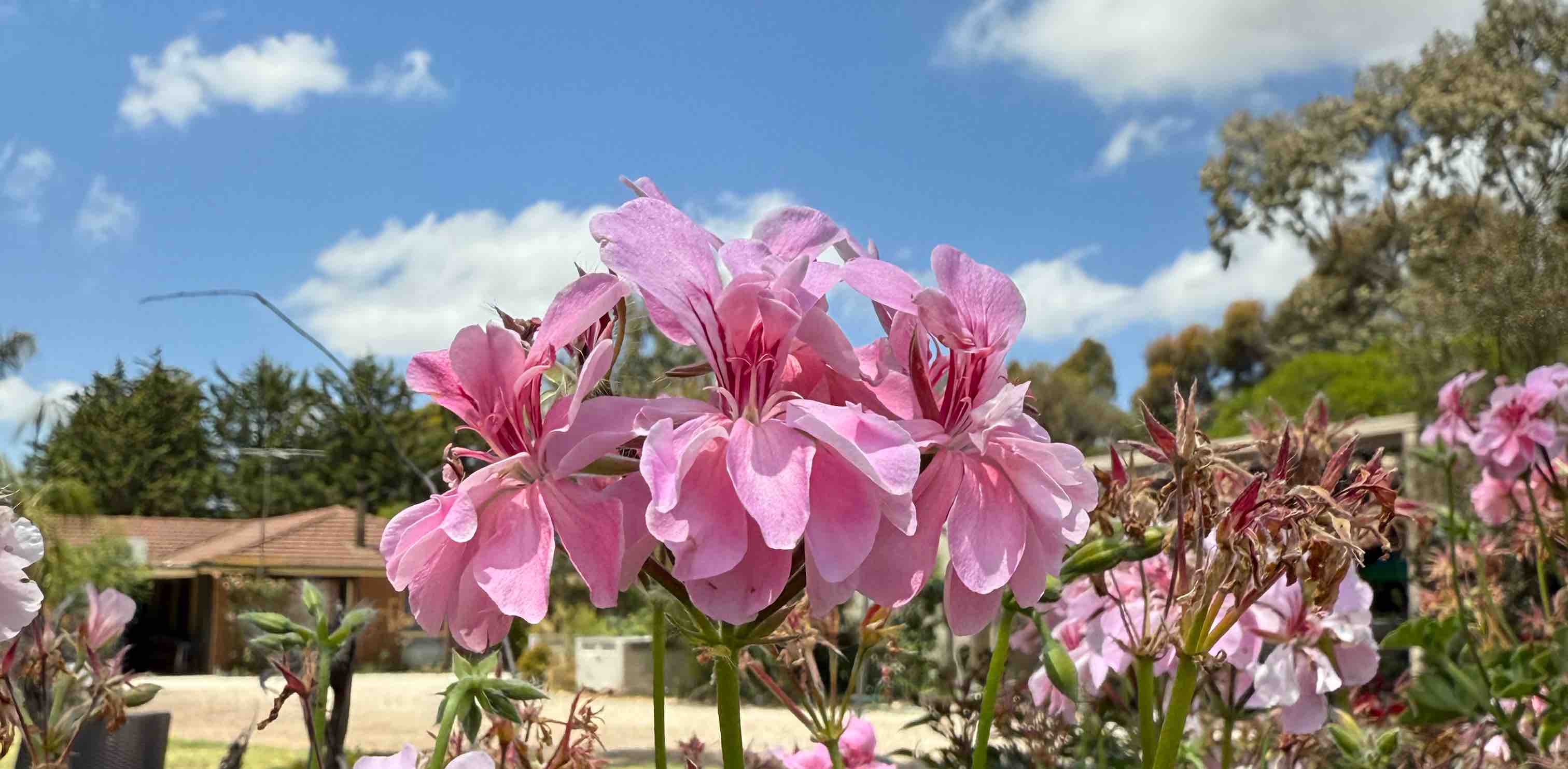 💗💗🏃🏾‍♀️ banner