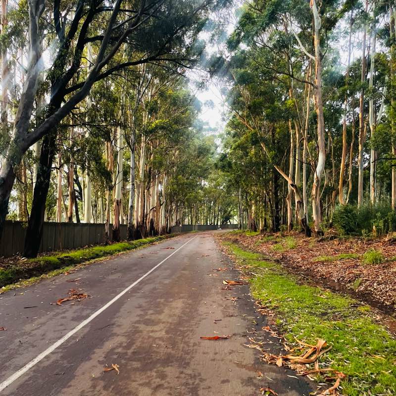 Happy Feet 👣 logo