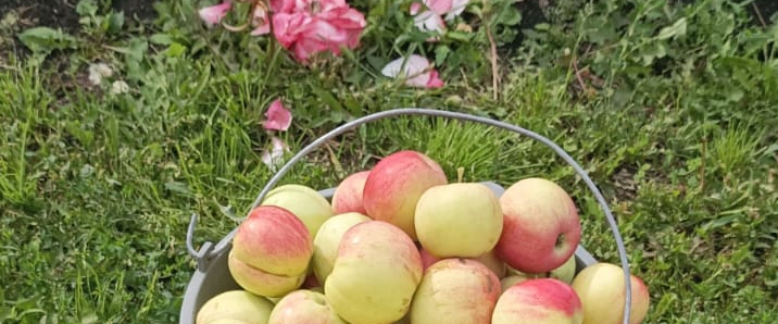 Отчаянные Домохозяйки 😄 banner