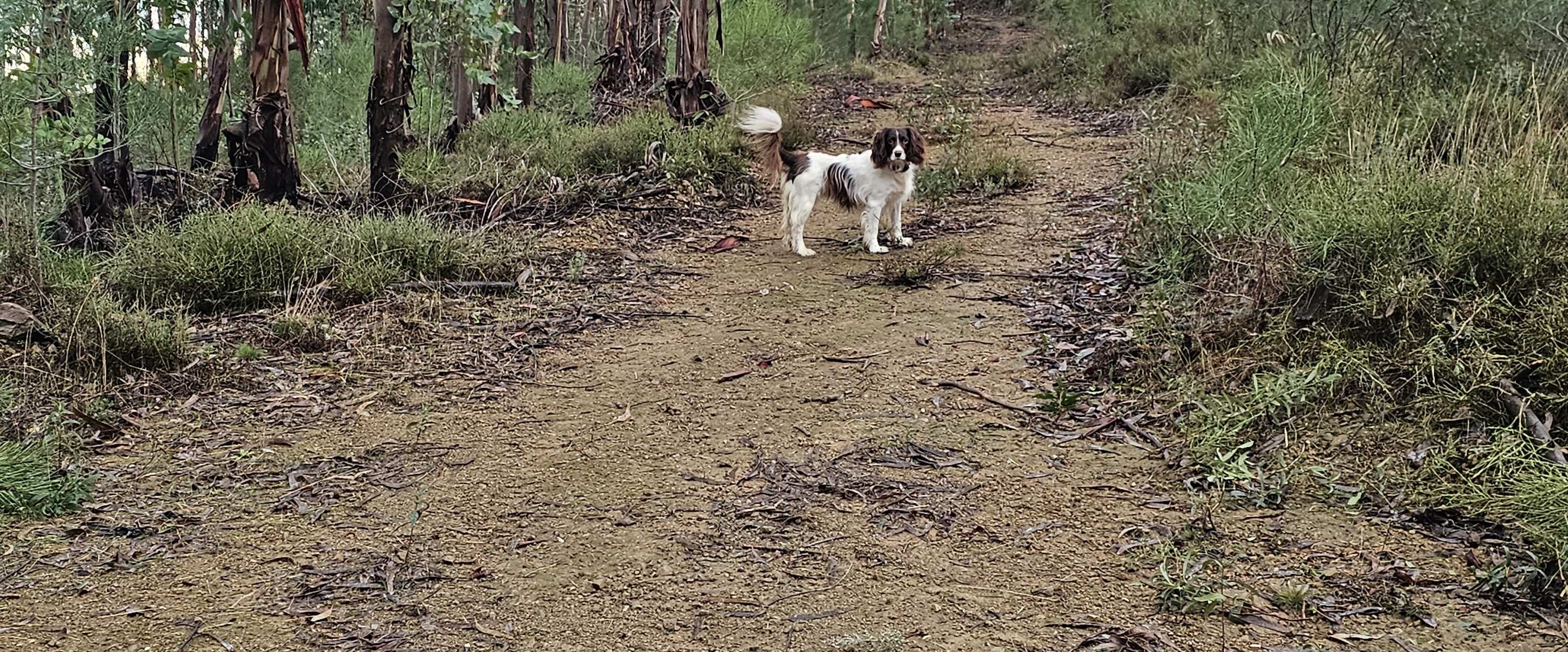 Run and Walk yourself FIT banner