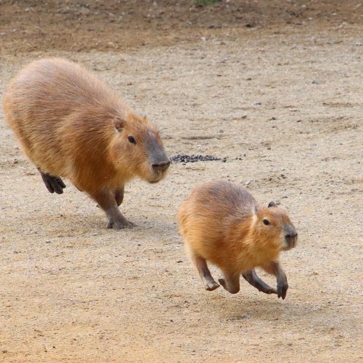 Capybara Club 🏃‍♀️🏃 logo