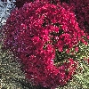 Pedant.ru profile