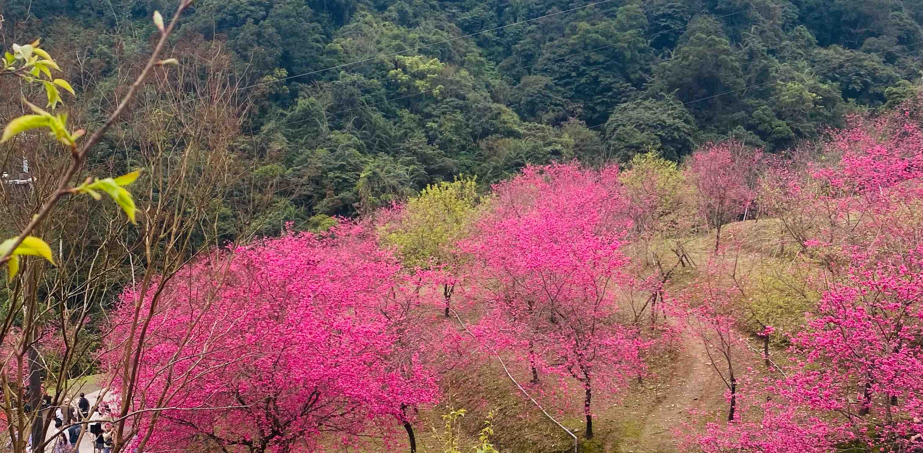 ✈️台灣Taiwan🇹🇼✈️Happy Sports🎶 banner