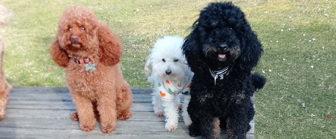 Hunde Spaziergang . fit bleibe banner