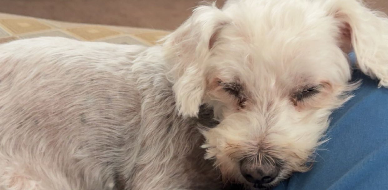 Brookings Crew banner