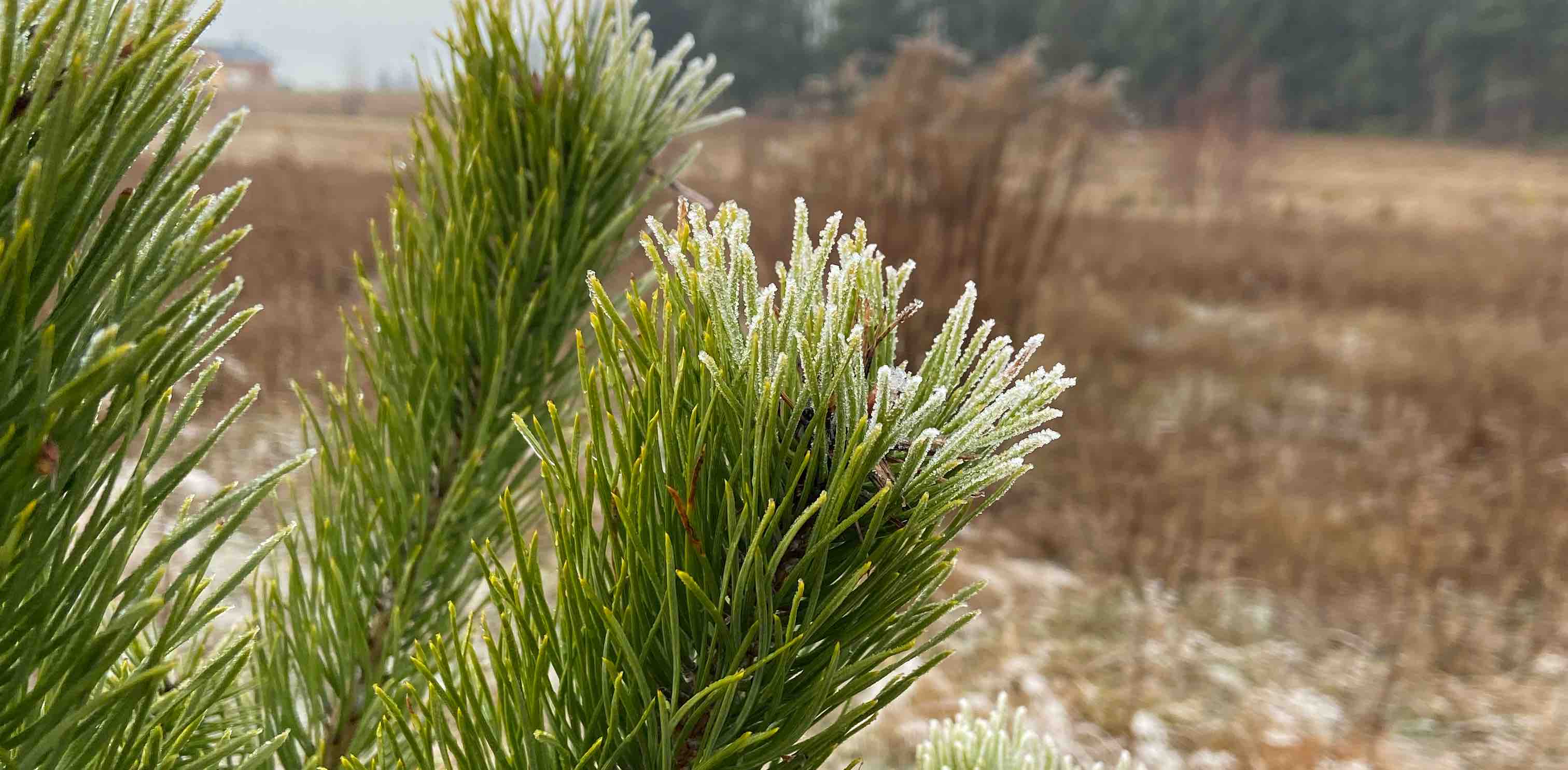 Lutowi wędrowcy banner