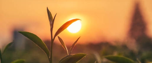 Sunshine ☀️ banner